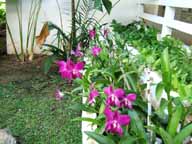 Tharorn Palm Beach - орхидеи